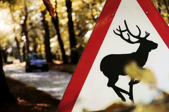 Divjad na cesti: Oktober in november sta najbolj rizična meseca
