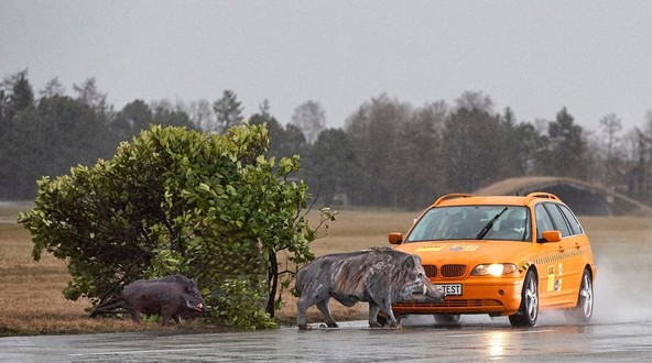 Test kluba ADAC: Simulacija trka z divjadjo