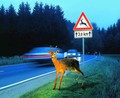 Divjad na cesti: Oktober in november sta najbolj rizična meseca
