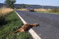 Divjad na cesti: Oktober in november sta najbolj rizična meseca