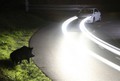 Divjad na cesti: Oktober in november sta najbolj rizična meseca