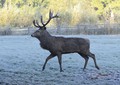 Divjad na cesti: Oktober in november sta najbolj rizična meseca
