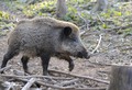 Divjad na cesti: Oktober in november sta najbolj rizična meseca