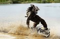 BPG Werks DTV shredder: Kanadska terenska rolka