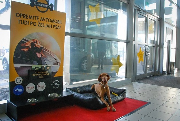 »Varen prevoz psov«: Opel podprl projekt AMZS in Motorevije