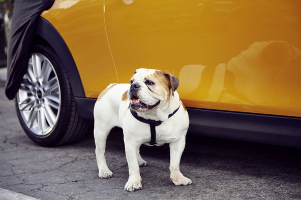 Buldog Spike in novi MINI: Najbolj kultni par je nazaj