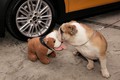 MINI & buldog Spike: Nenavadna čajanka v okolju vrta rezidence Britanske ambasade v Ljubljani