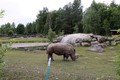 Djurpark Boras na Švedskem: Skupna ograda gepardov in nosorogov.