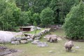Djurpark Boras na Švedskem: Skupna ograda gepardov in nosorogov.