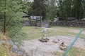 Djurpark Boras na Švedskem: Samica geparda s 7 mladiči, ki so se skotili decembra 2012. Skupno gojijo 19 gepardov v treh velikih zunanjih ogradah in ločenih prostorih.