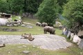Djurpark Boras na Švedskem: Gepardi sobivajo z nosorogi.