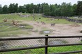 Djurpark Boras na Švedskem: Prva Afriška savana v Evropi, kjer sobivajo različne rastlinojede živali skupaj.