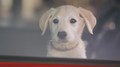Opel OnStar: Pet oglasnih filmov za OnStar kampanjo so snemali letos poleti v Sloveniji