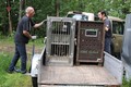 Djurpark Boras na Švedskem: Sven in Svea na prikolici.
