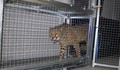 ZOO Ljubljana: Pogumna Svea je prva zapustila transportni boks in spoznavala novi prostor.