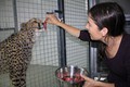 ZOO Ljubljana: Po petih minutah raziskovanja je Svea iz rok Barbare Mihelič takoj po prihodu že sprejela hrano, kar je znak, da se dobro počuti.