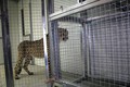 ZOO Ljubljana: Svea komaj čaka prihod Svena.