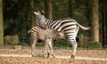 Z ZEBRO ČRTICO VARNO ČEZ »ZEBRO«: Odvitaj v ZOO z NLB Vito, zebra praznuje!