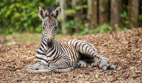 Z ZEBRO ČRTICO VARNO ČEZ »ZEBRO«: Odvitaj v ZOO z NLB Vito, zebra praznuje!