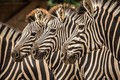 Z ZEBRO ČRTICO VARNO ČEZ »ZEBRO«: Odvitaj v ZOO z NLB Vito, zebra praznuje!
