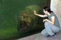 ZOO Hannover: Navdušujoč je bil  tudi povodni konj, ki je večkrat priplaval mimo steklene stene.  