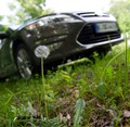 Ford in univerza Ohio State: Plevel je lahko tudi koristen