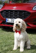 Mednarodni dan psov: Ford razvaja kosmatince z mobilnim urejanjem