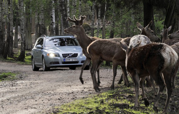 Volvo: Razvoj tehnologije za preprečevanje trčenja z divjadjo