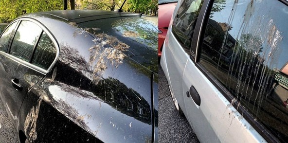 Ptičji iztrebki malce bolj strokovno: Kako umetni ptičji iztrebki varujejo lak vašega avtomobila