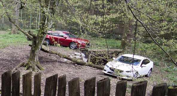 Živalski vrt Ljubljana še hitrejši!: Mazda podprla naselitev dveh gepardov